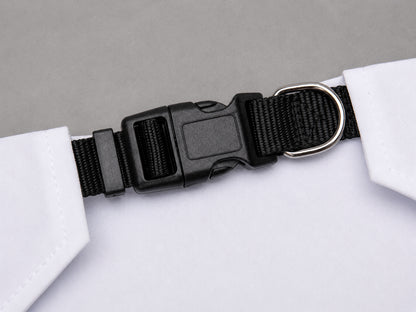 Black dog collar with a metal buckle on a white background